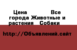 French Bulldog Female › Цена ­ 26 900 - Все города Животные и растения » Собаки   